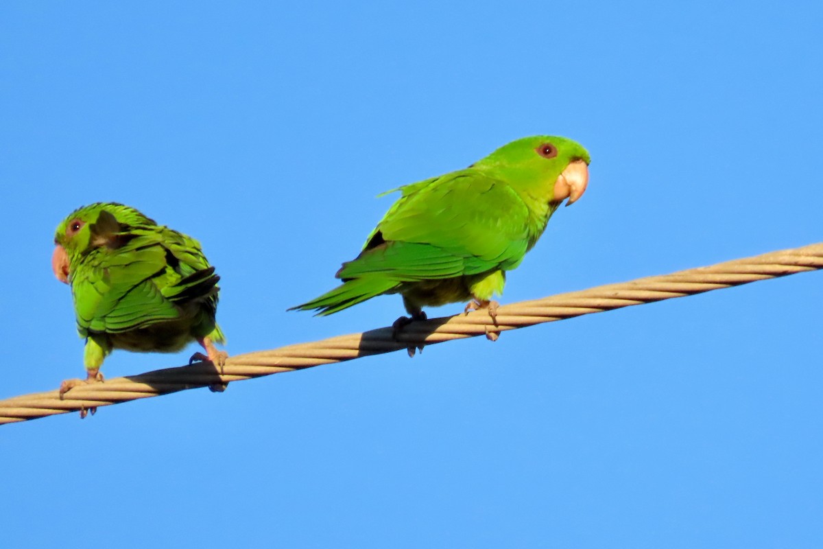 Meksika Yeşil Papağanı - ML645073449