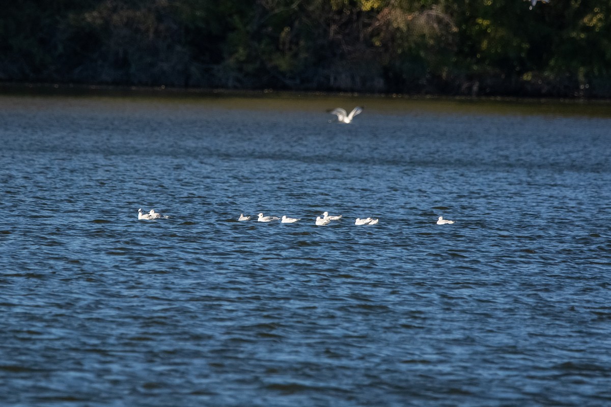 Gaviota de Bonaparte - ML645073459