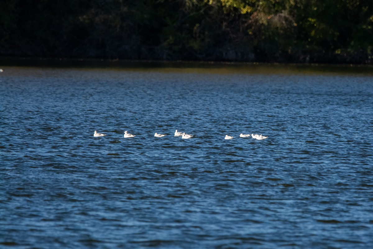 Gaviota de Bonaparte - ML645073460