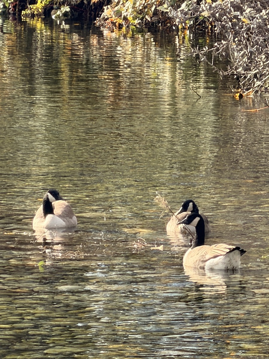 Oca canadese maggiore - ML645073544