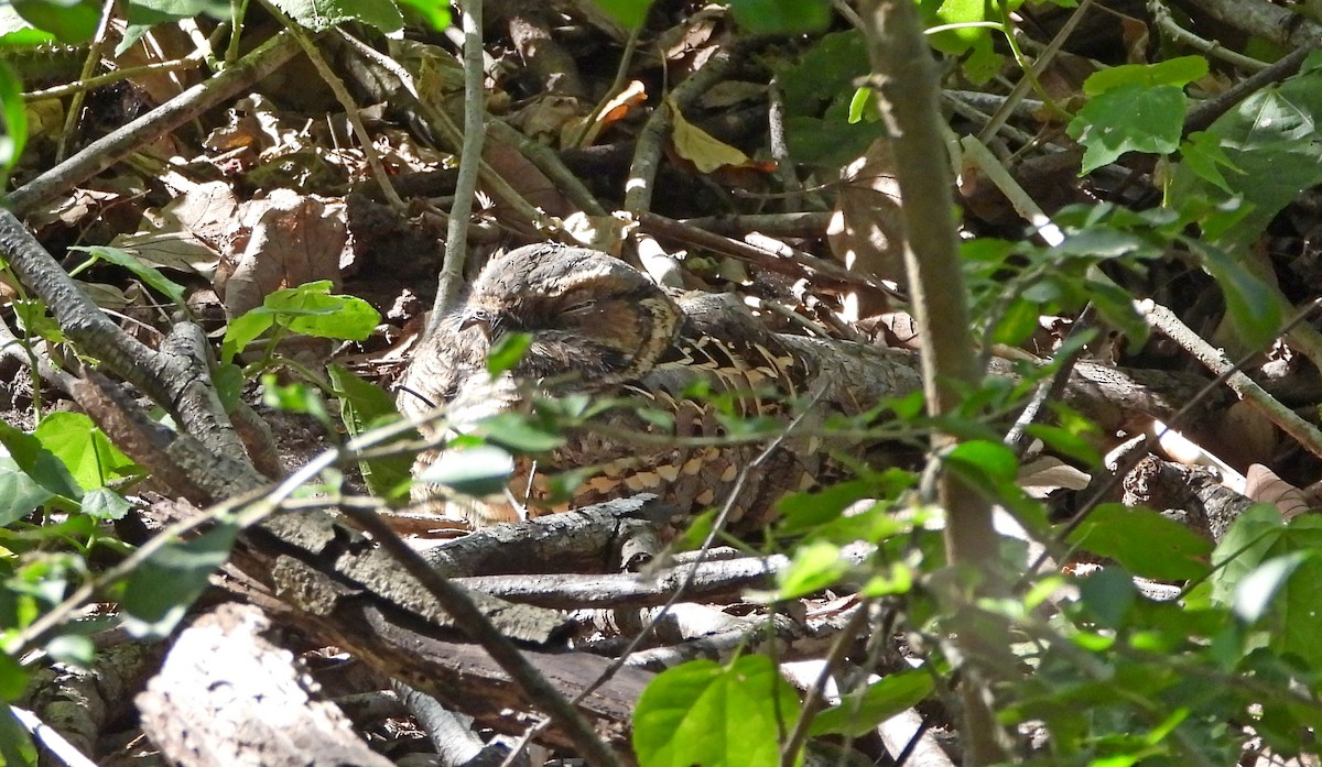 Пораке - ML645073567