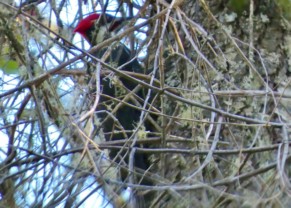 datel chocholatý - ML645073569