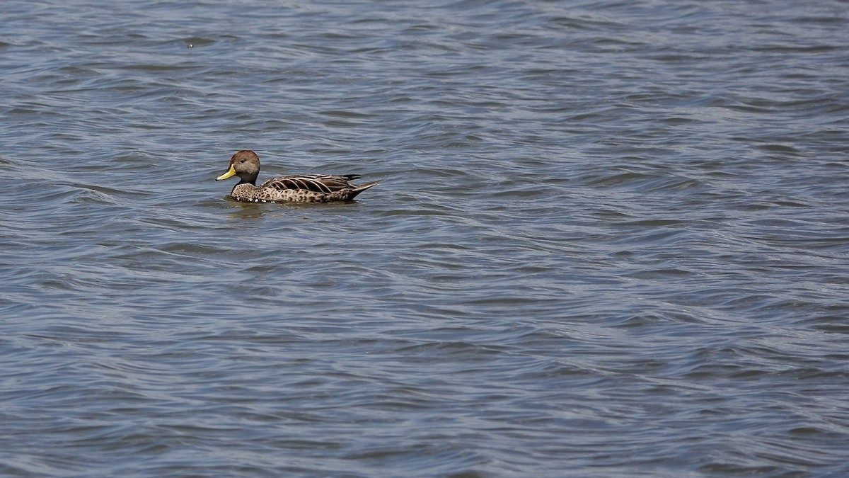 gulnebbstjertand - ML645073607