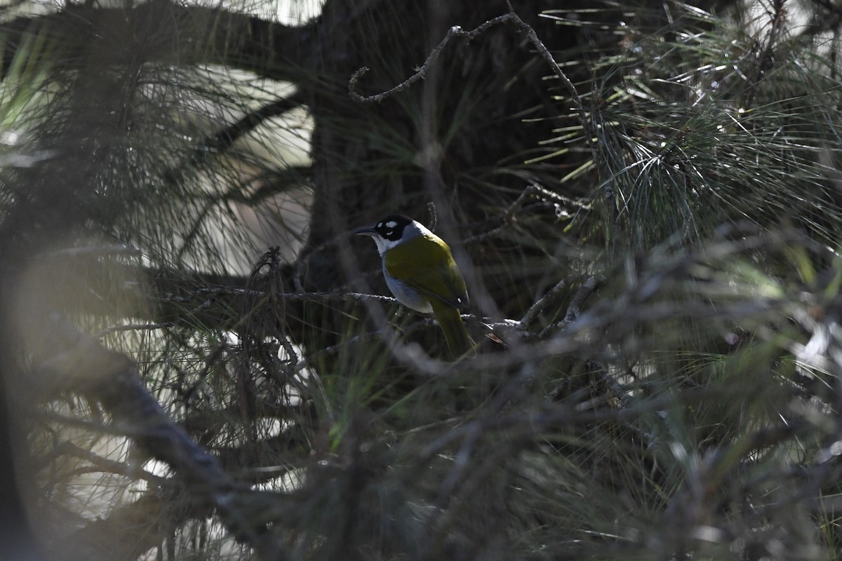 Пальмагра чорноголова - ML645073616