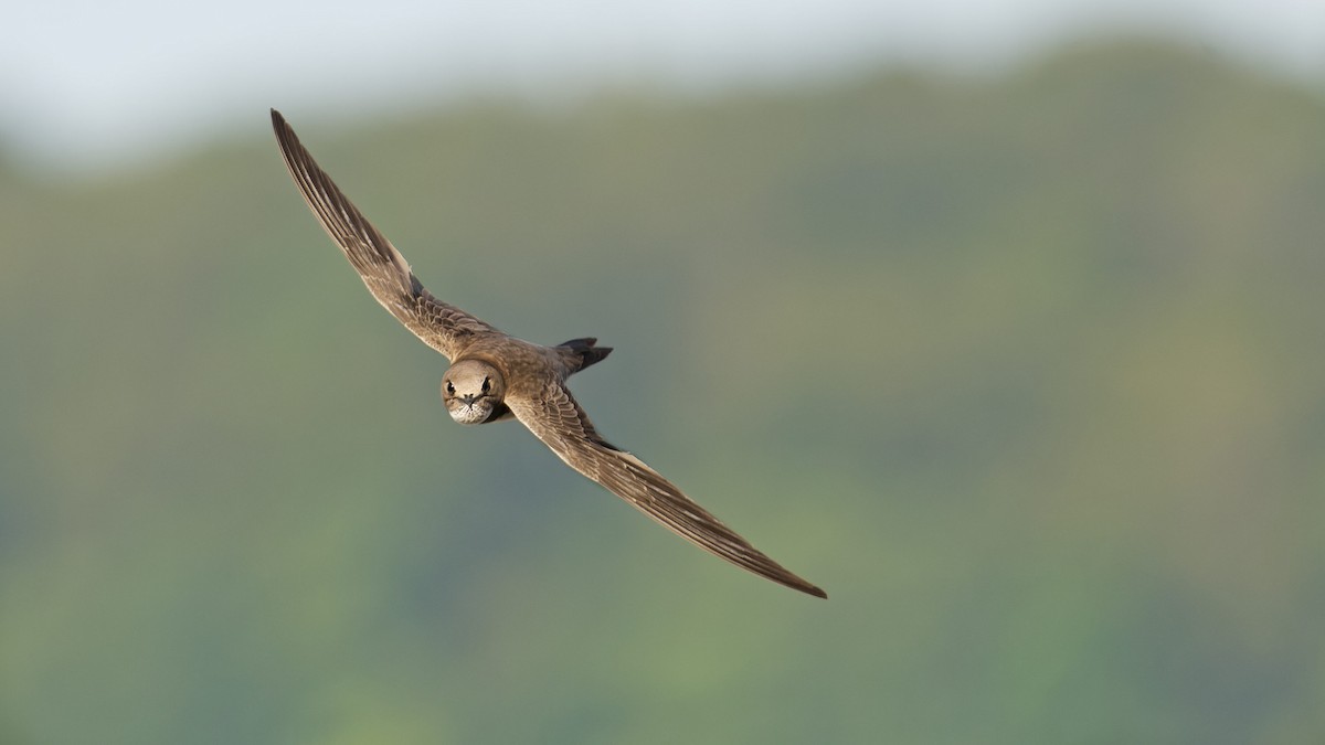 Alpine Swift - ML645073628