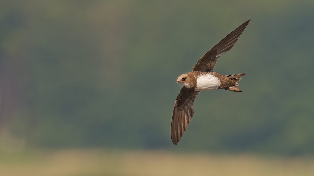 Alpine Swift - ML645073631