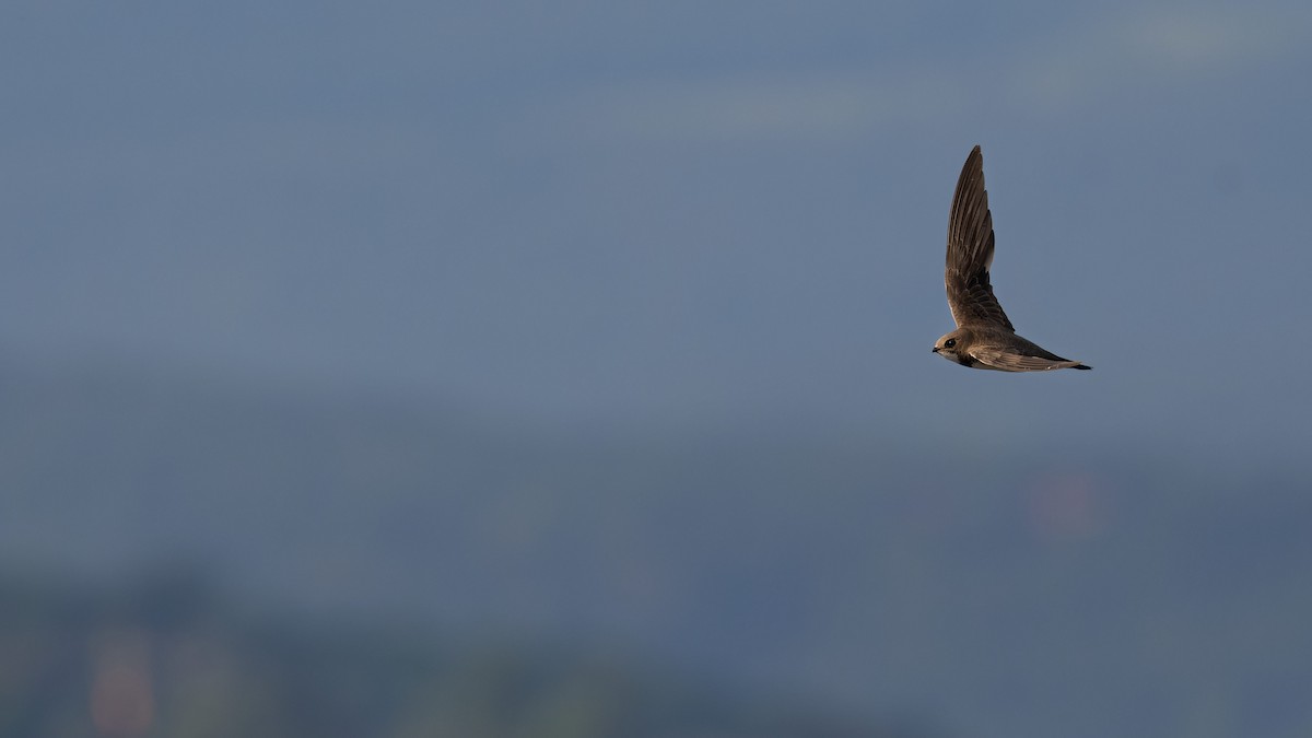 Alpine Swift - ML645073634