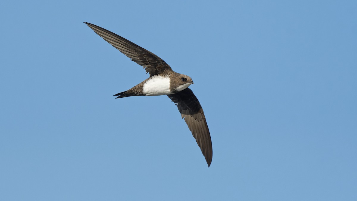 Alpine Swift - ML645073635