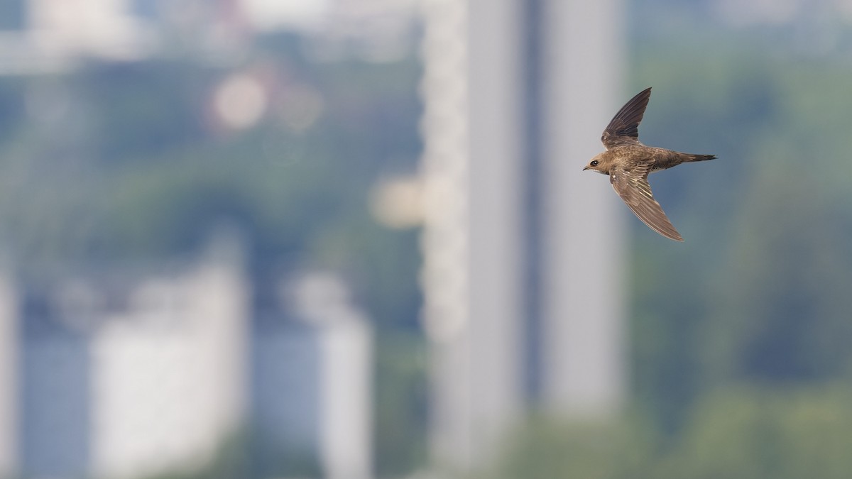 Alpine Swift - ML645073636