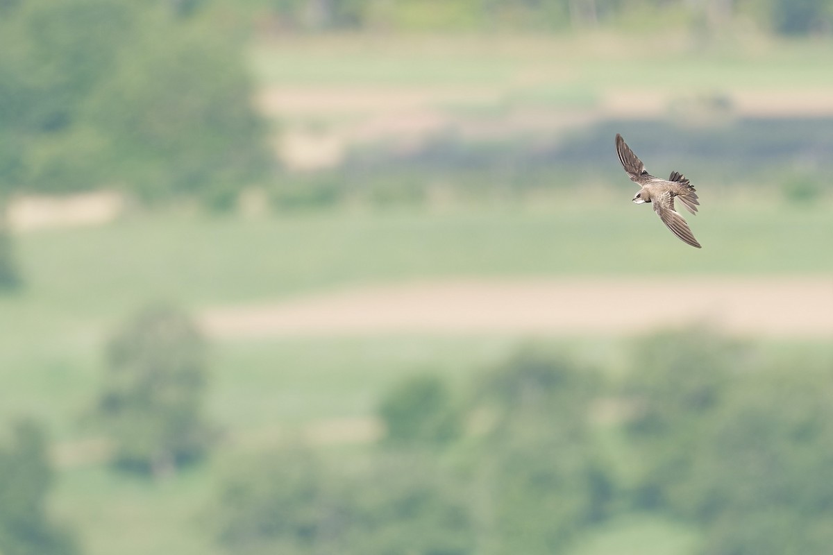 Alpine Swift - ML645073637