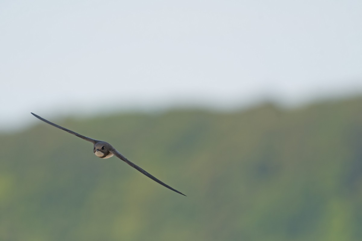 Alpine Swift - ML645073638