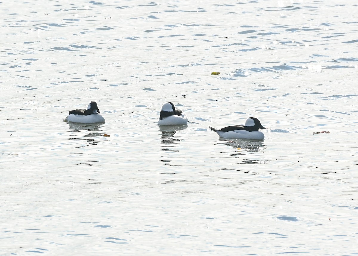 Bufflehead - ML645073639