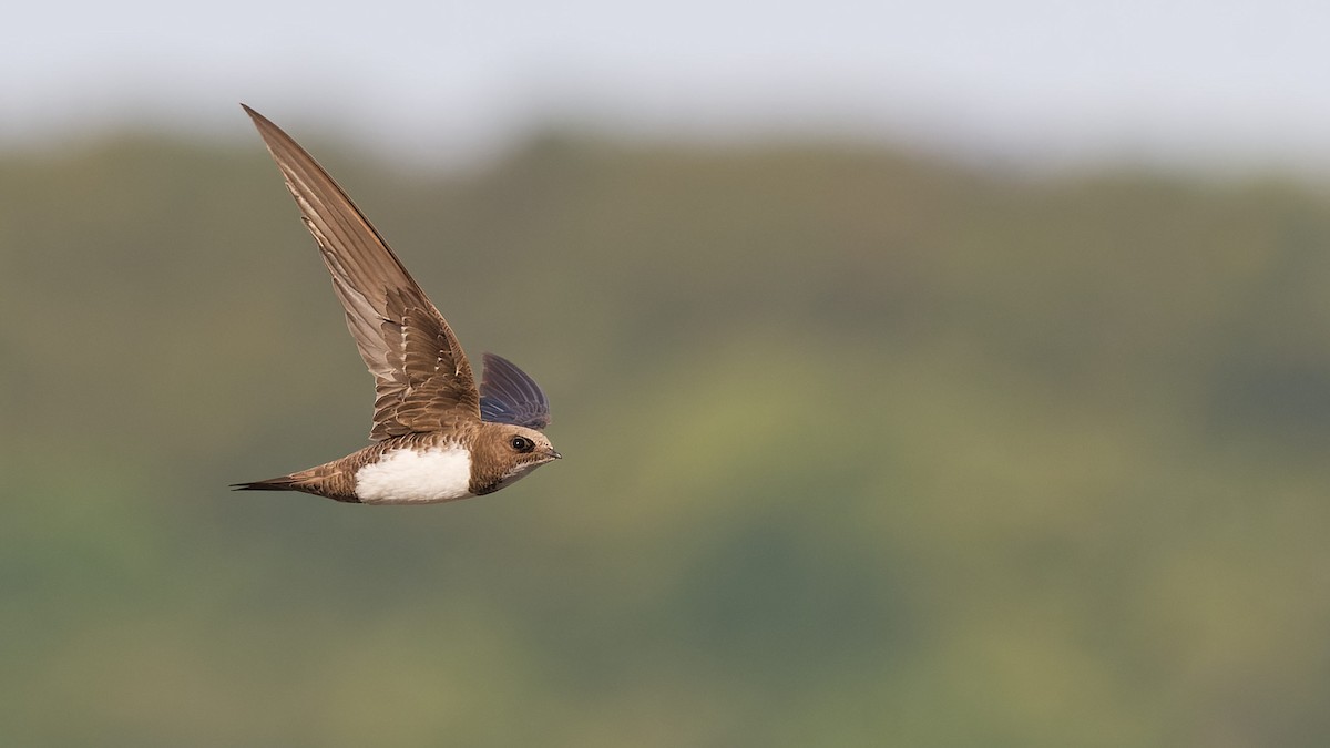 Alpine Swift - ML645073641