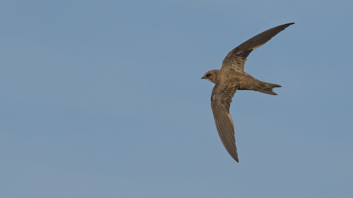 Alpine Swift - ML645073642