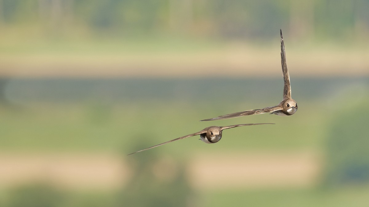 Alpine Swift - ML645073644