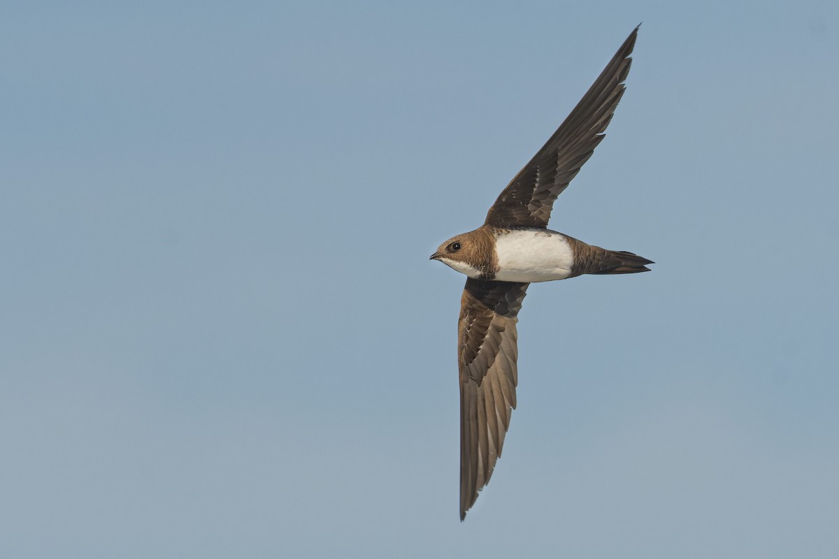 Alpine Swift - ML645073645