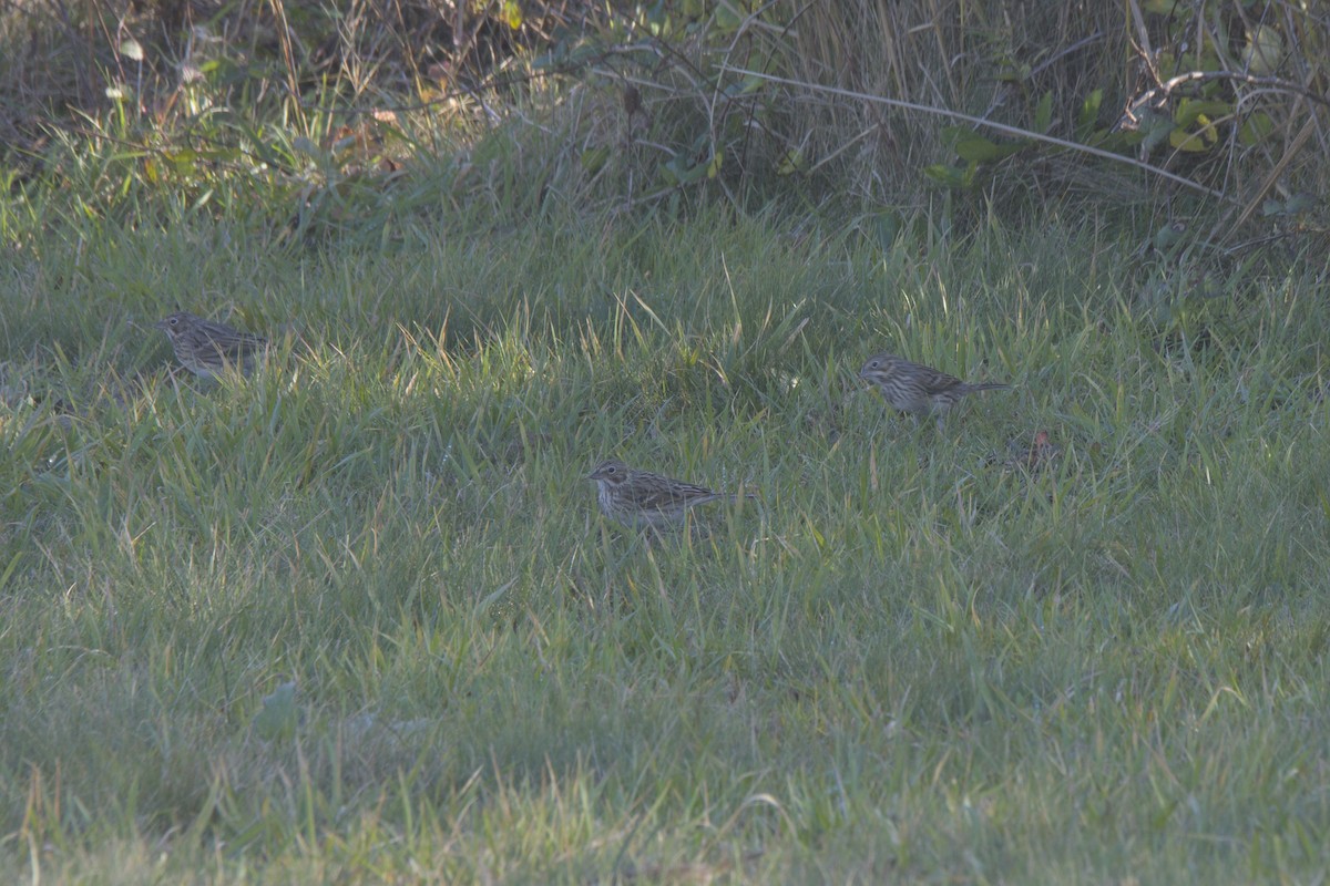 Vesper Sparrow - ML645073657