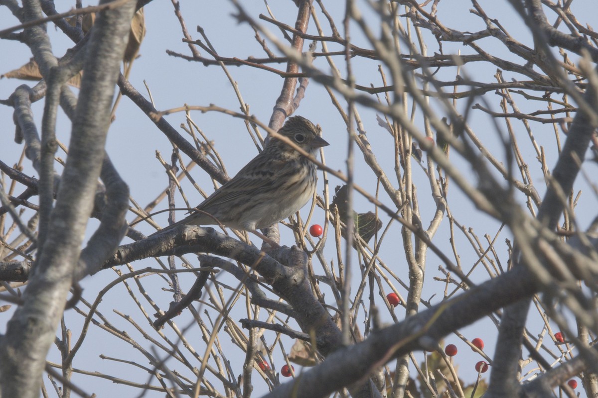 Vesper Sparrow - ML645073658