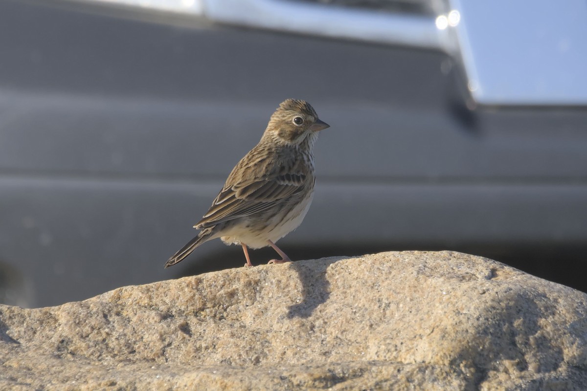 Vesper Sparrow - ML645073659