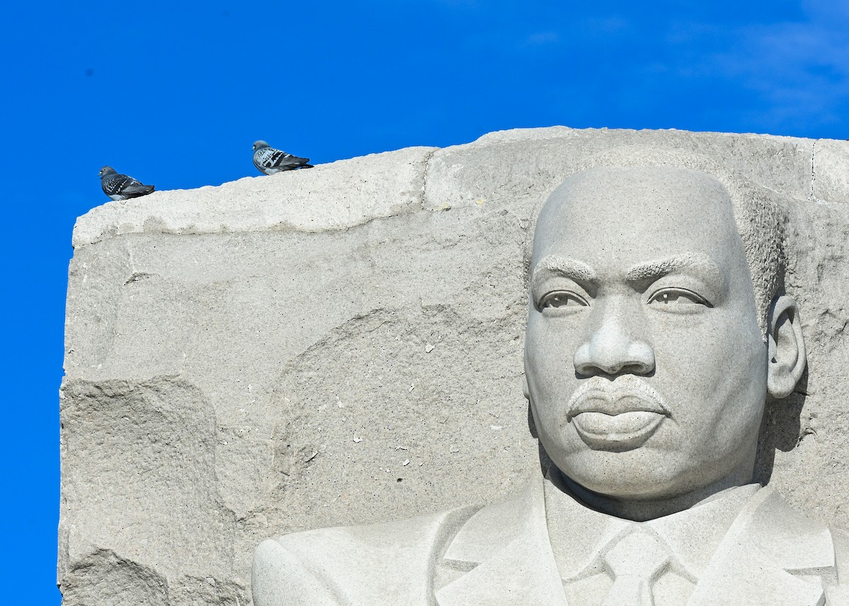 Rock Pigeon (Feral Pigeon) - ML645073662