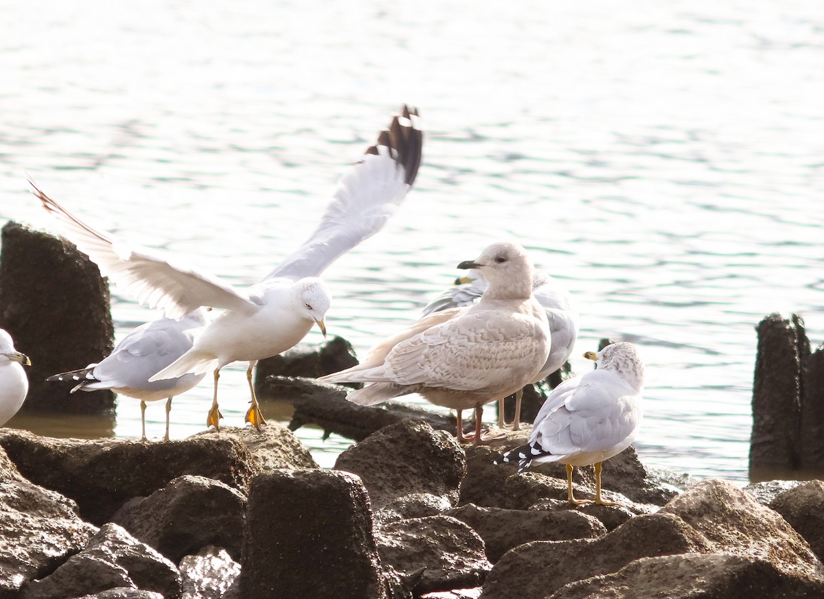racek polární (ssp. kumlieni) - ML645073663