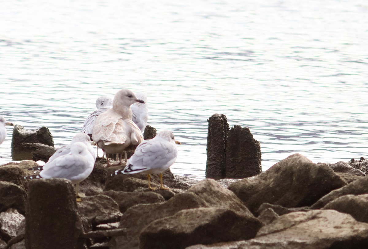 racek polární (ssp. kumlieni) - ML645073664