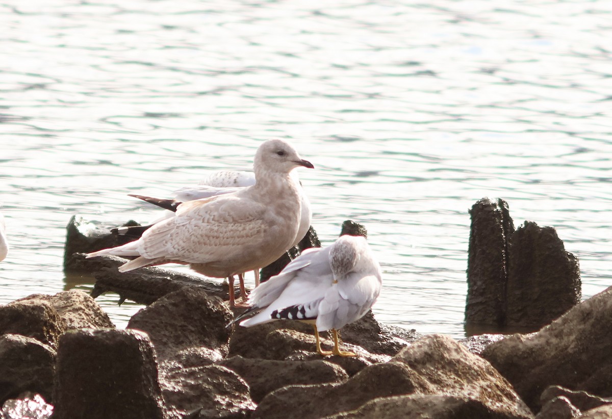 racek polární (ssp. kumlieni) - ML645073665