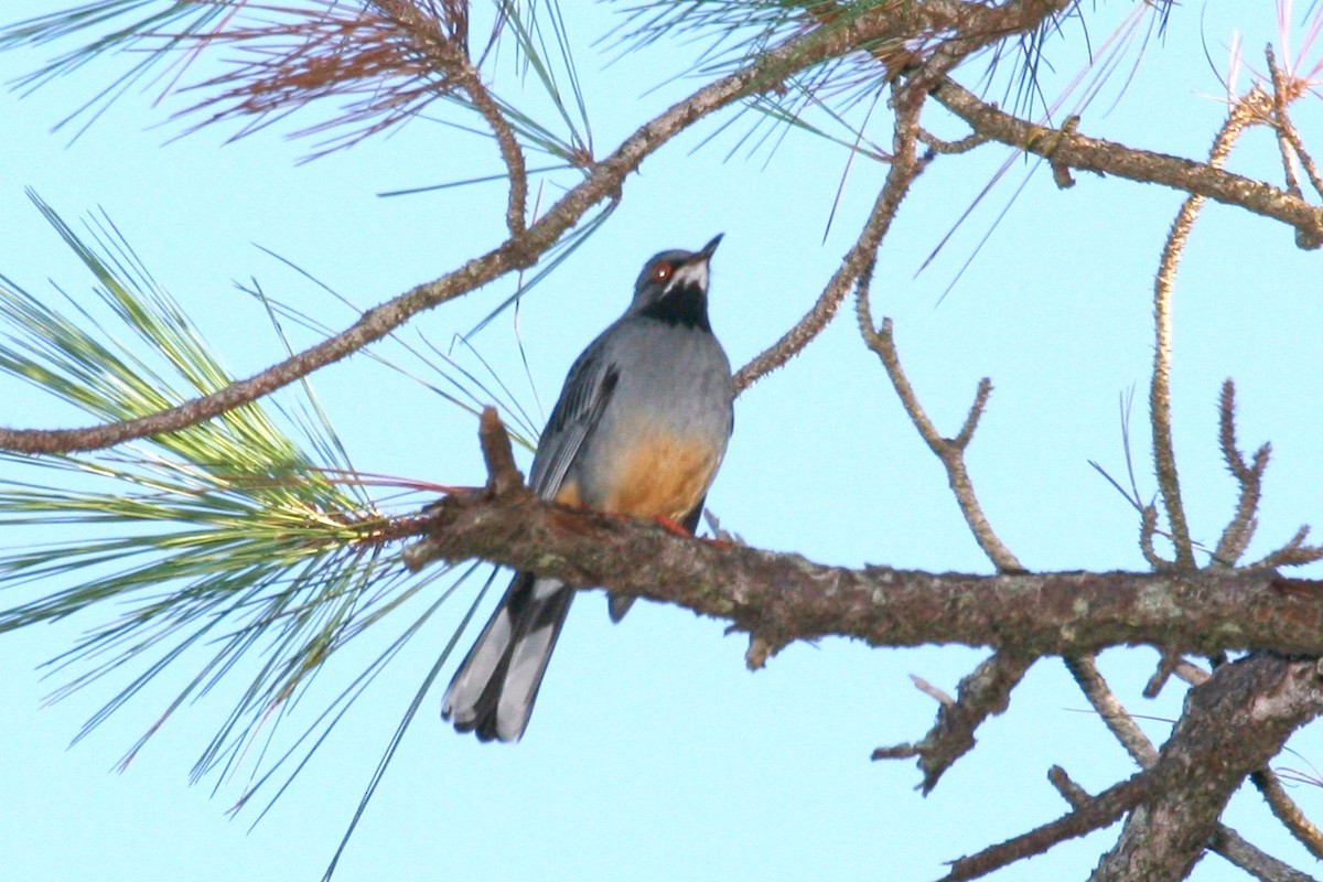 Western Red-legged Thrush - ML645073673