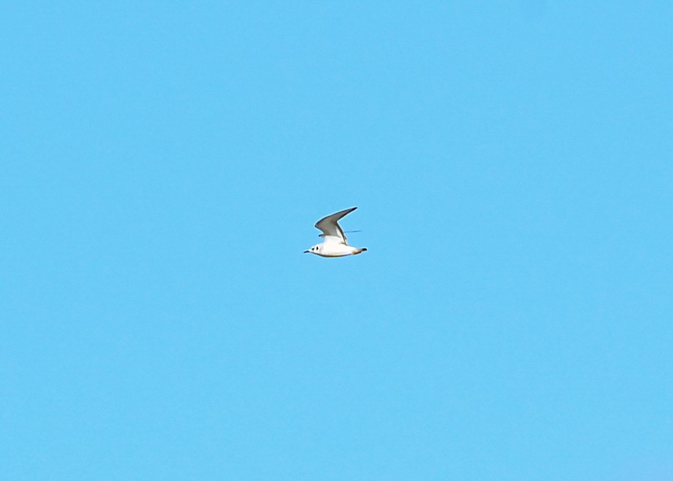 Bonaparte's Gull - ML645073680