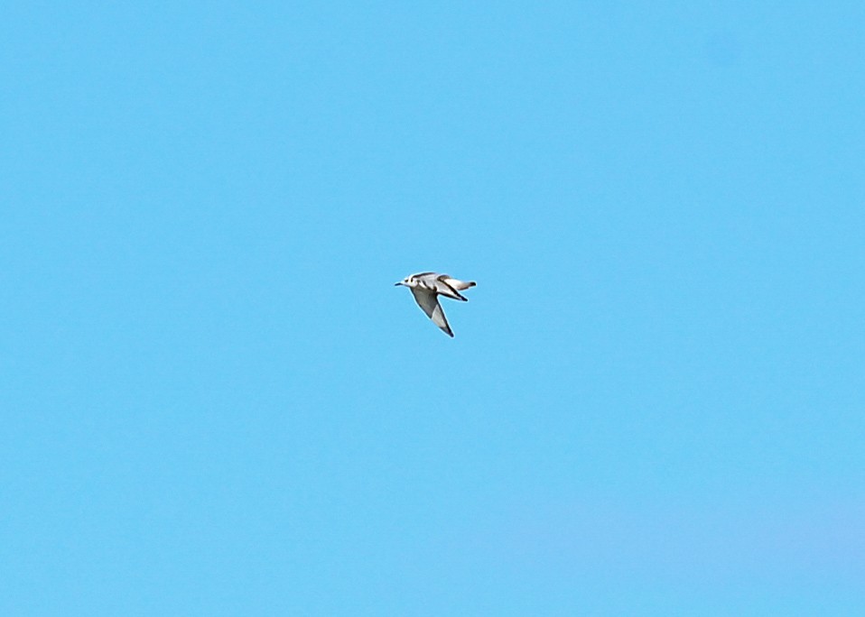 Bonaparte's Gull - ML645073682