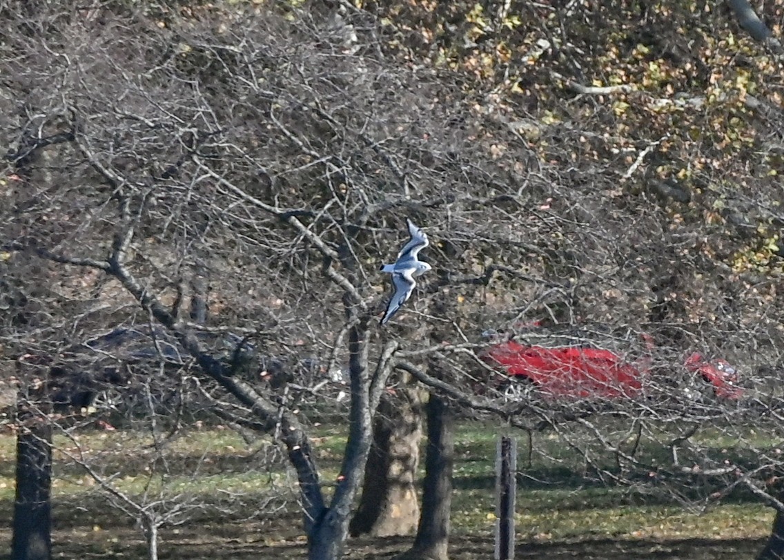 Bonaparte's Gull - ML645073683