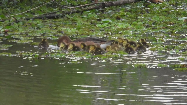 Gül Gagalı Ördek - ML645073689