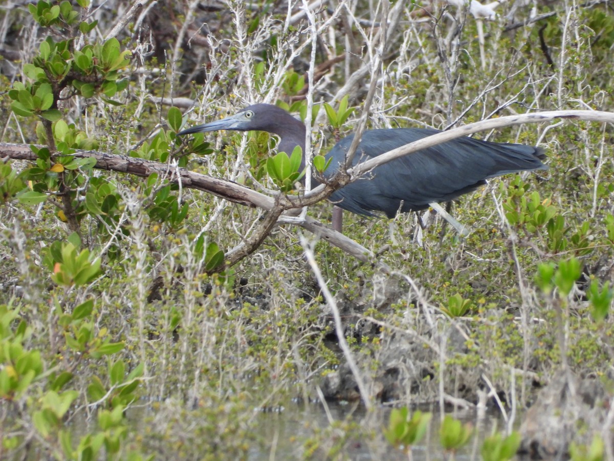 ヒメアカクロサギ - ML645073691