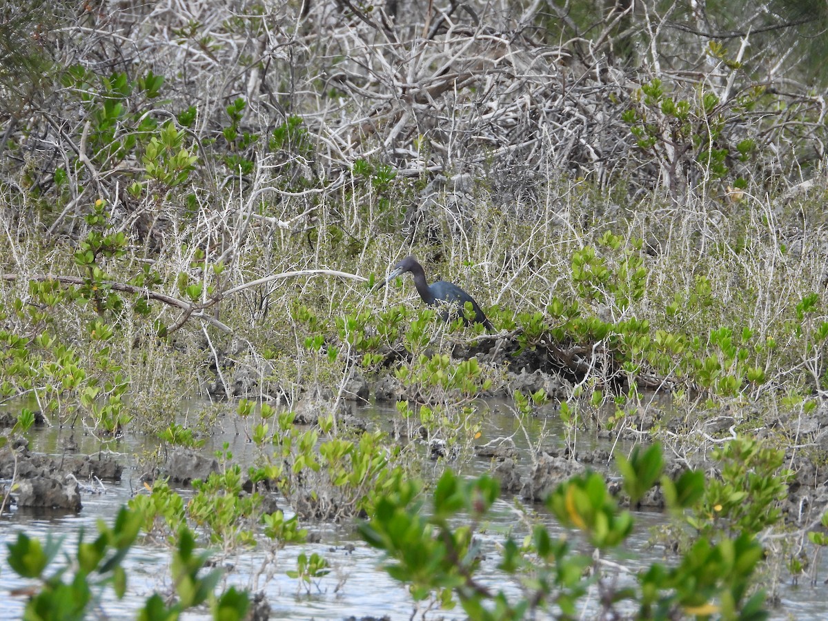 ヒメアカクロサギ - ML645073692