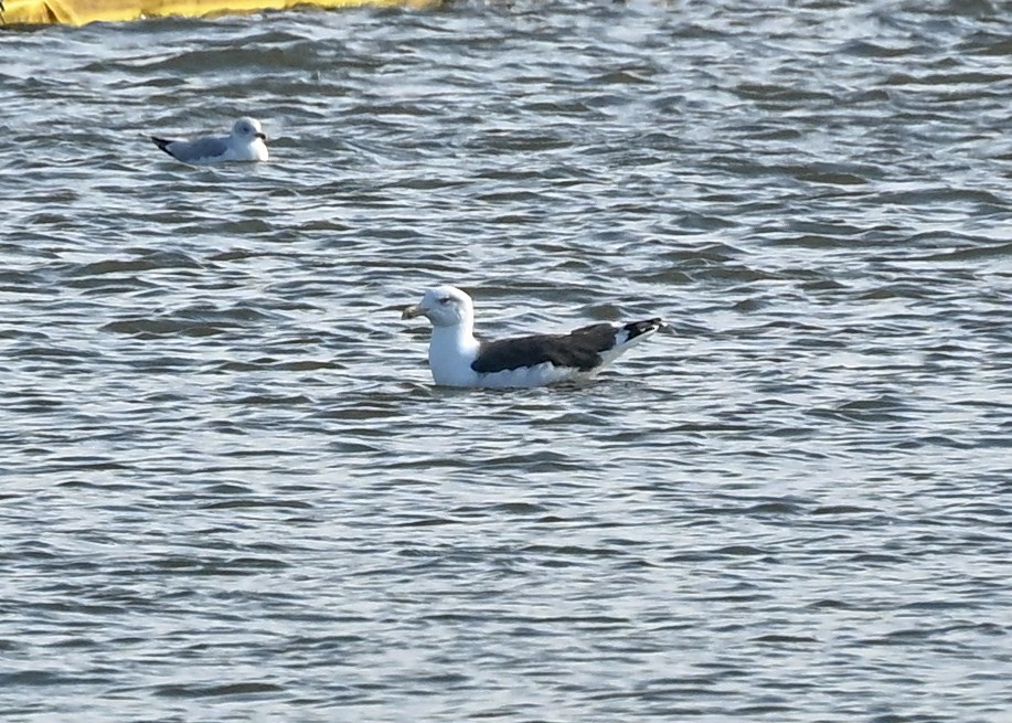 Great Black-backed Gull - ML645073704