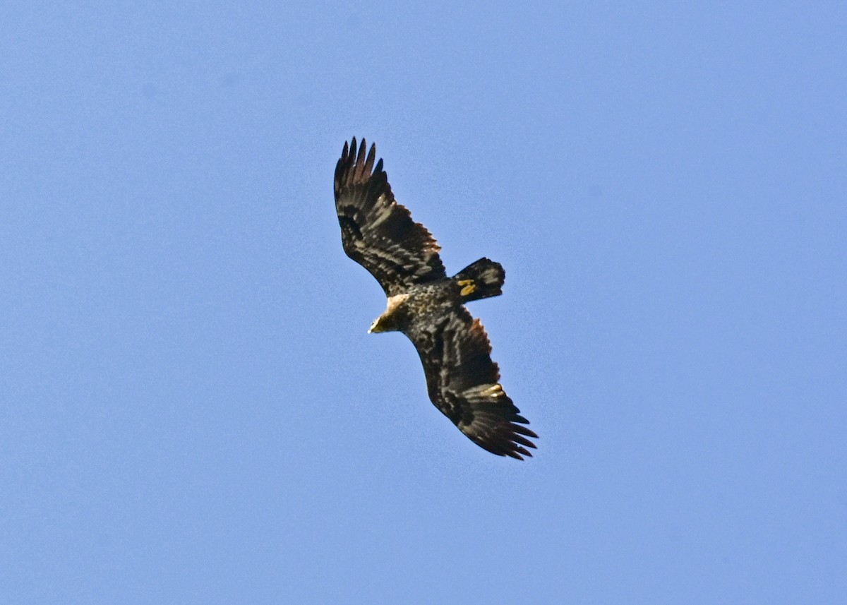 ハクトウワシ - ML645073730