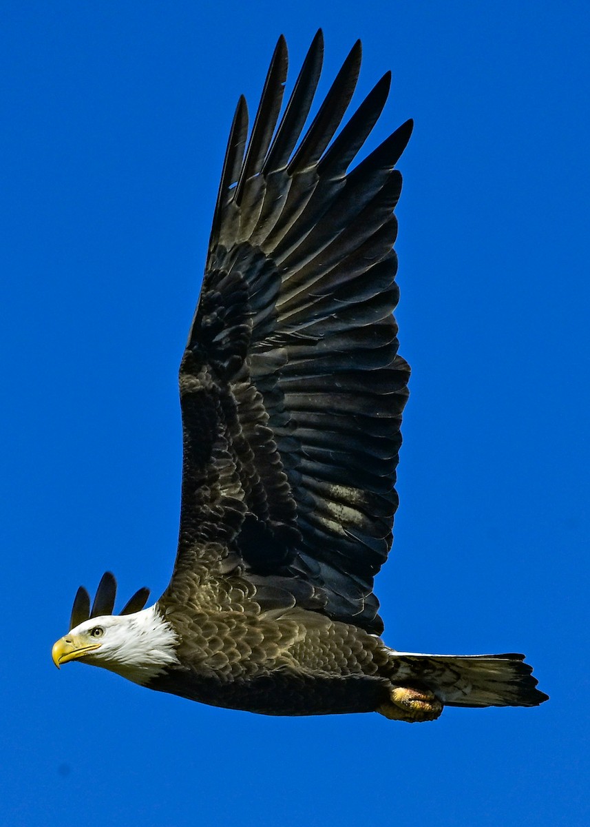 Bald Eagle - ML645073731