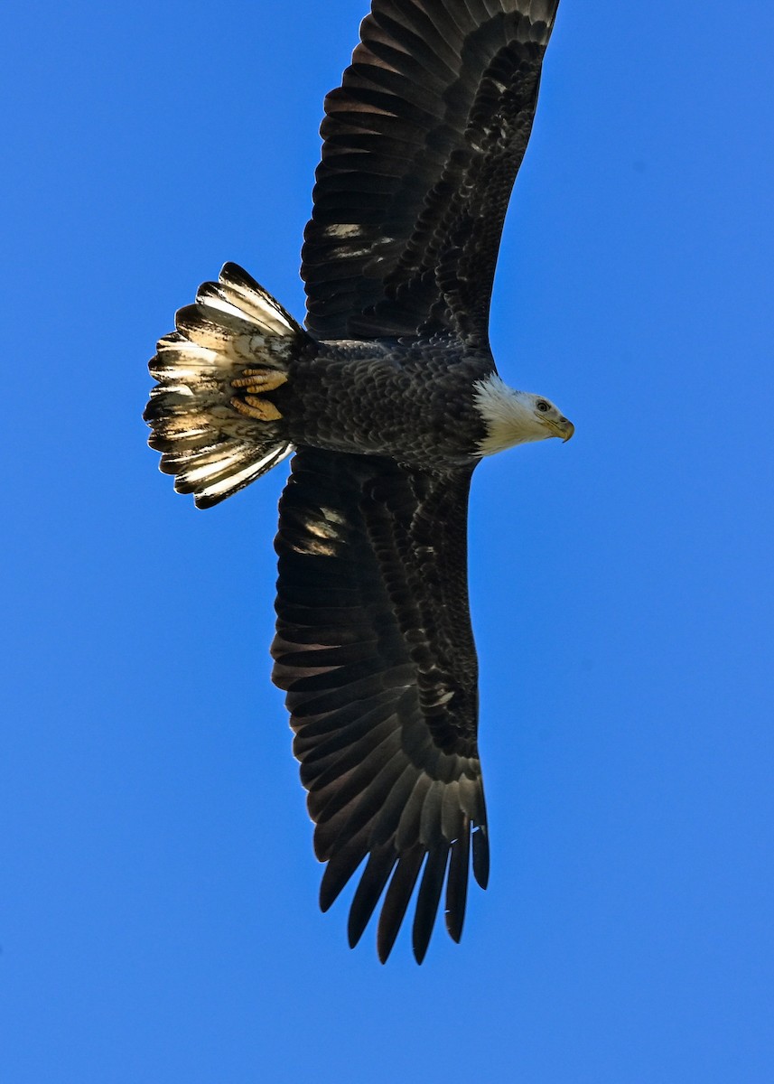 Bald Eagle - ML645073732