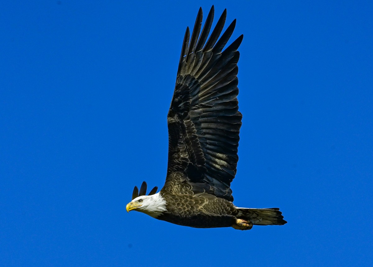 Bald Eagle - ML645073733