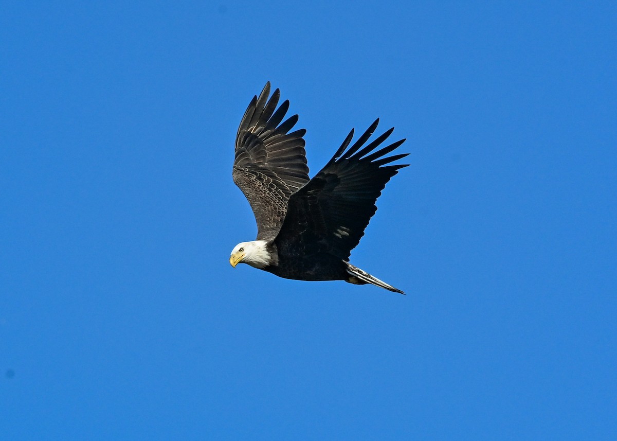 Bald Eagle - ML645073734