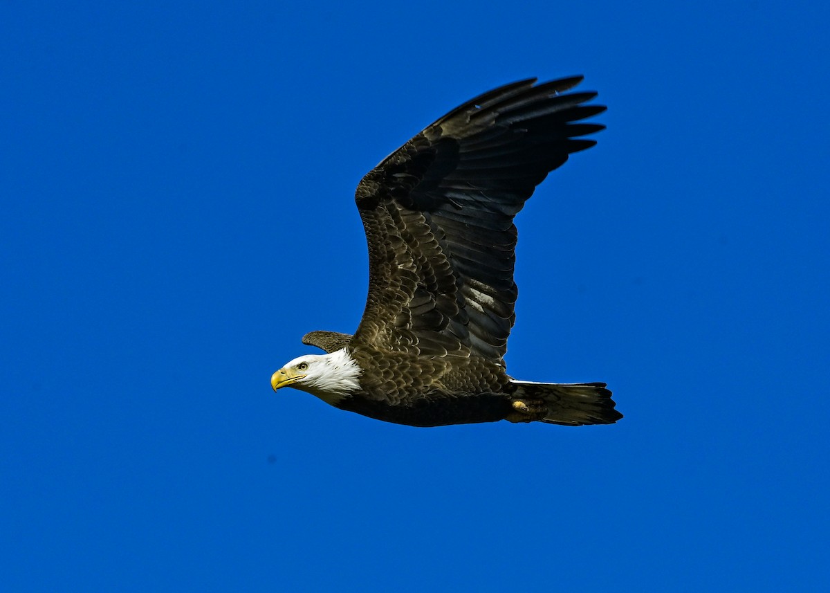 Bald Eagle - ML645073736