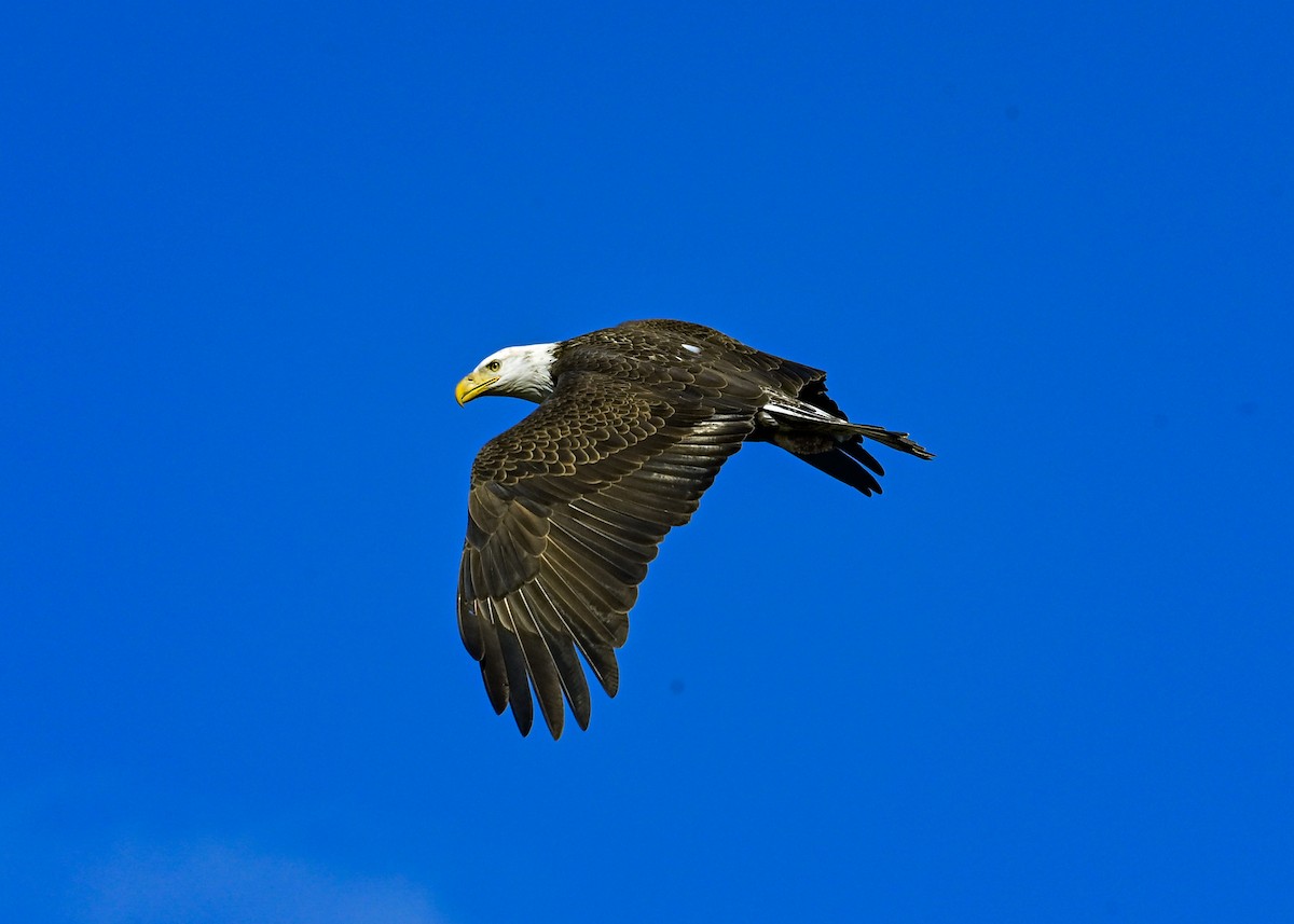 Bald Eagle - ML645073737
