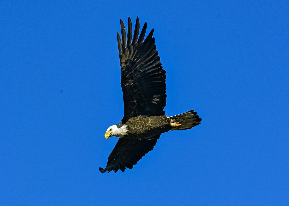 Bald Eagle - ML645073738