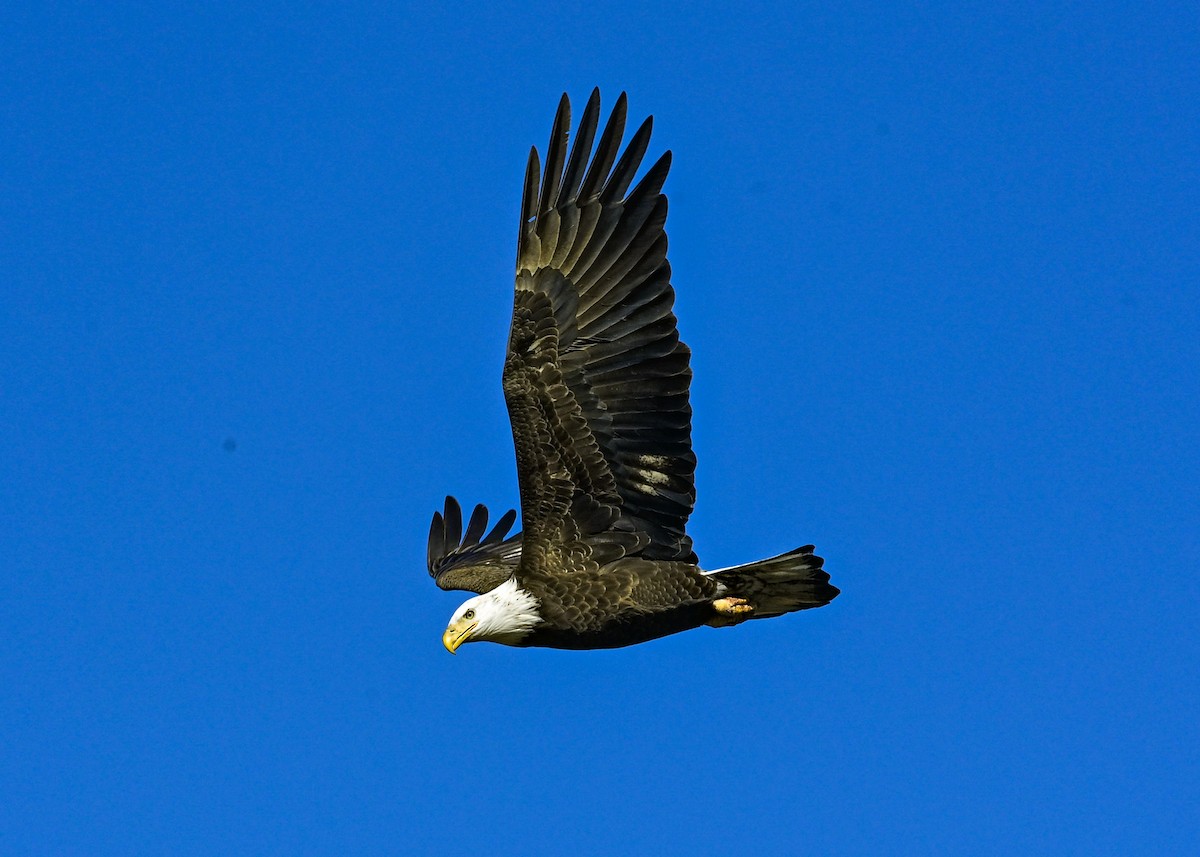 Bald Eagle - ML645073740