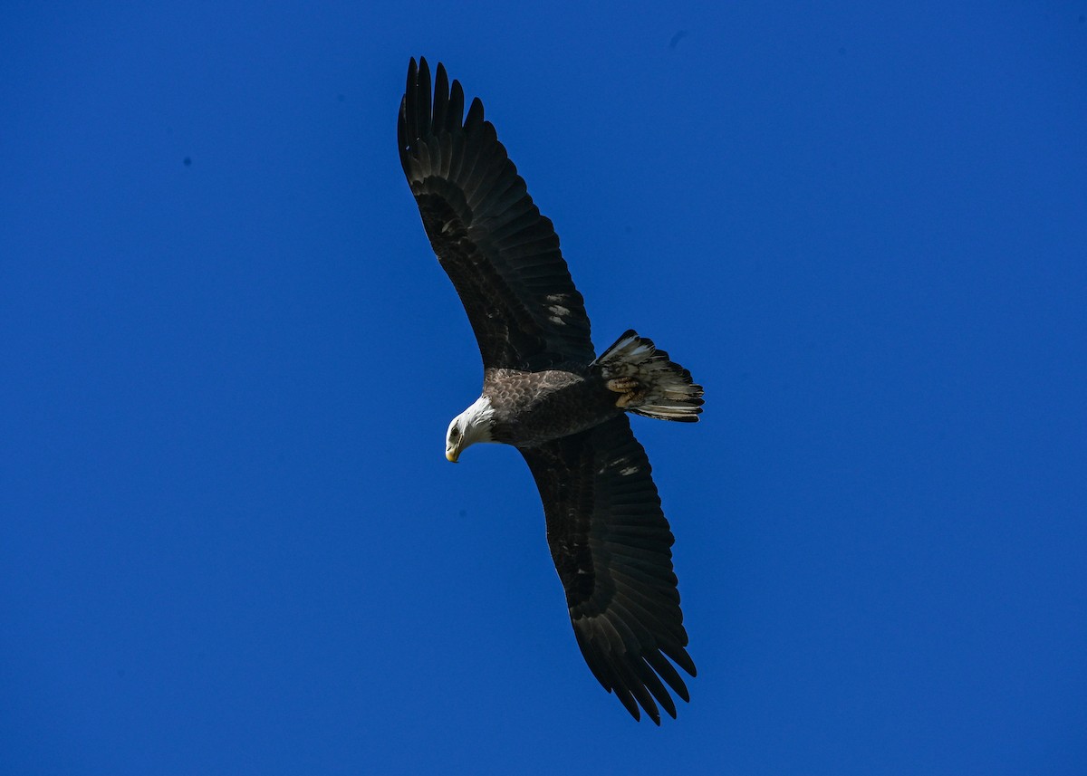 Bald Eagle - ML645073741
