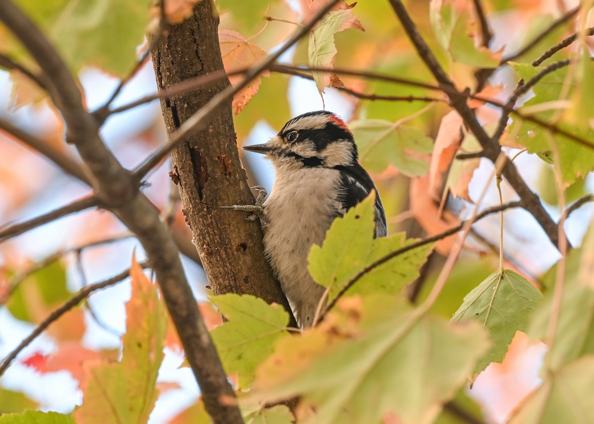 Downy Woodpecker - ML645073759