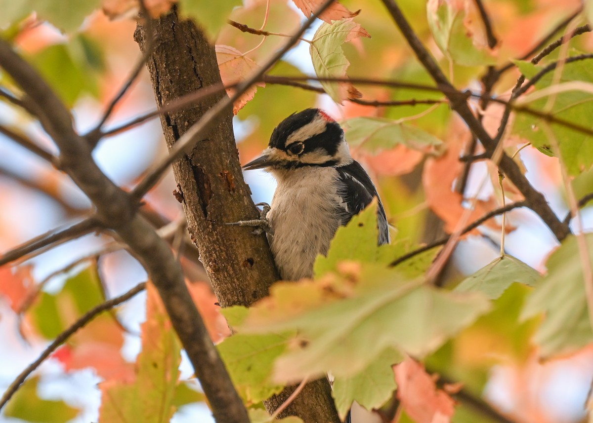 Downy Woodpecker - ML645073761