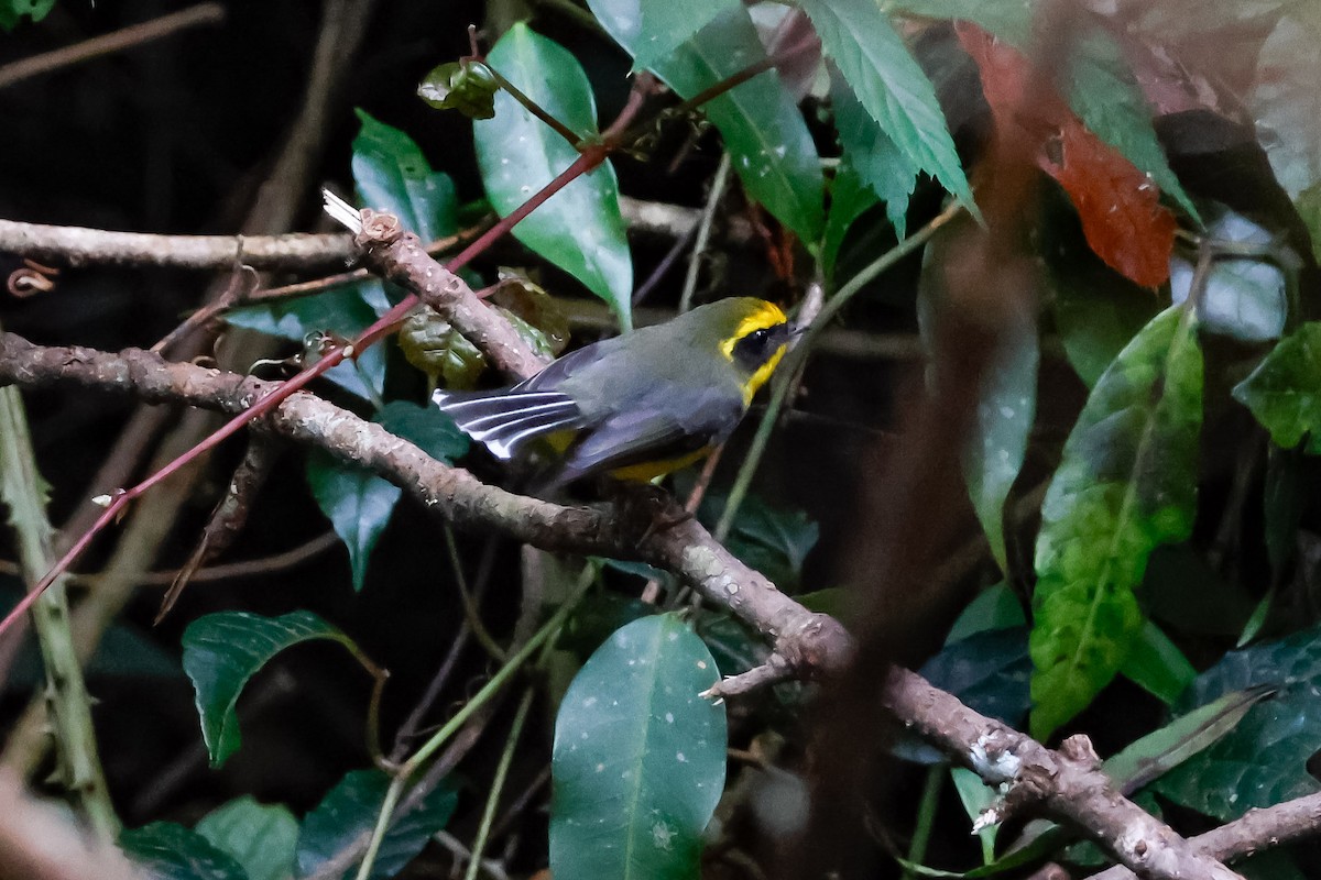 Yellow-bellied Fairy-Fantail - ML645073764