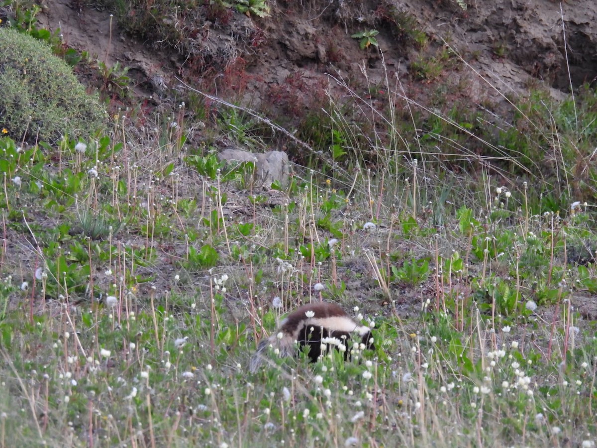 Animals - ML645073767