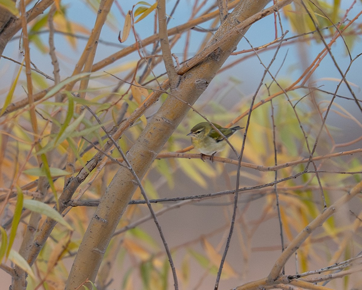 Tennessee Warbler - ML645073770